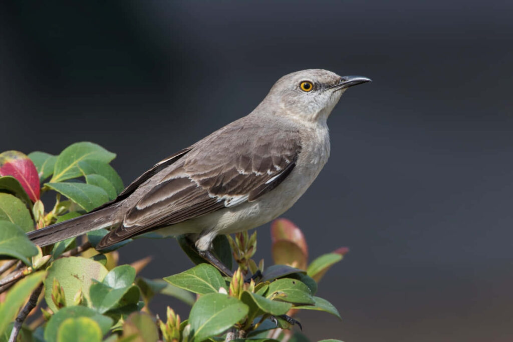 Graceful Mockingbird Wallpaper: Serene Nature Scene & Songbird Vibes