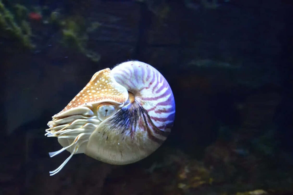 Nautilus underwater wallpaper featuring spiral shell and delicate tentacles in natural habitat