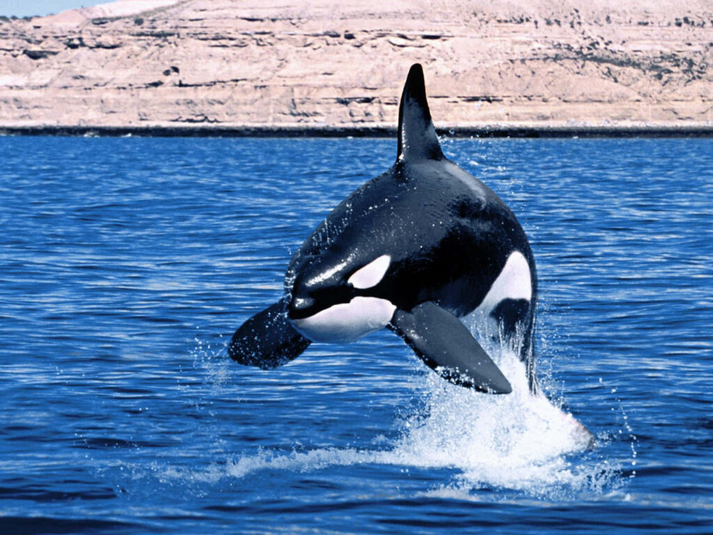 Orca leaping from sparkling blue ocean near rugged coastline under clear sky wallpaper background