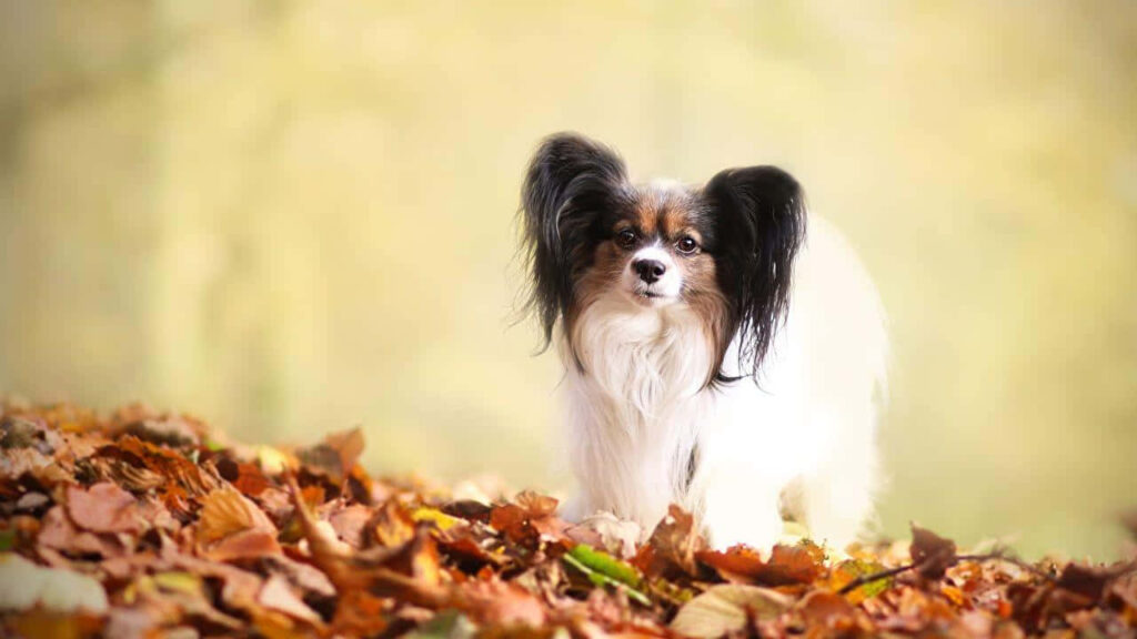 Papillon Dog in Autumn Leaves - Serene Fall Wallpaper Background