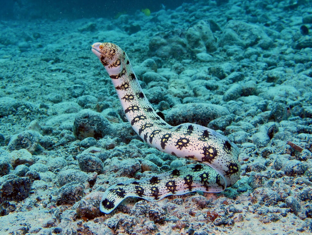 Patterned eel with black and white markings emerging from rocky ocean floor underwater wallpaper