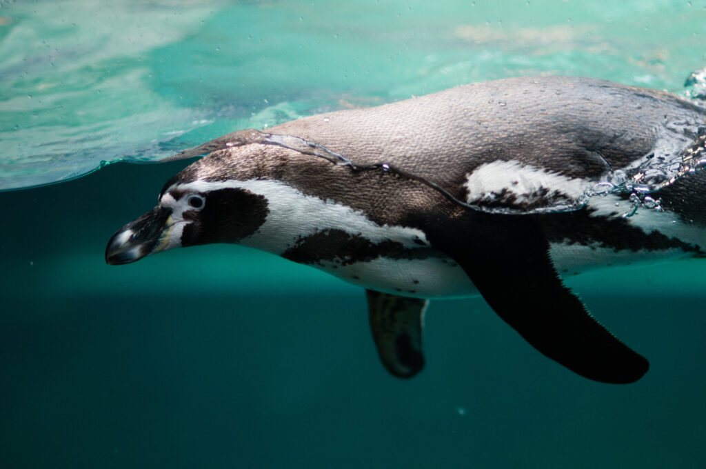 Serene Penguin Swimming in Clear Ocean Waters - Calming Wallpaper