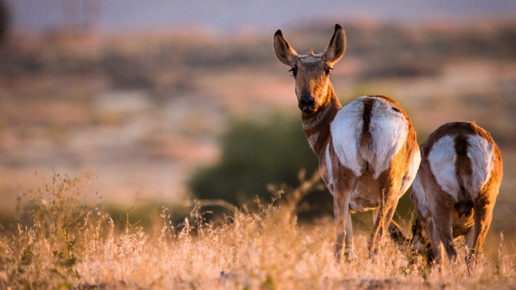 Serene Wildlife Encounter: Pronghorns Roaming the Vast Plains in 4K Monitor Wallpaper