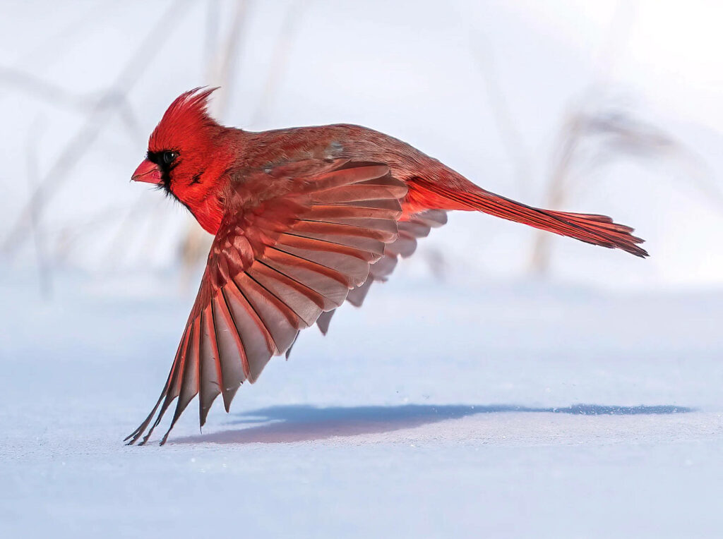 Elegant Red Cardinal Gliding Over Snowy Landscape - Serene Winter Wallpaper