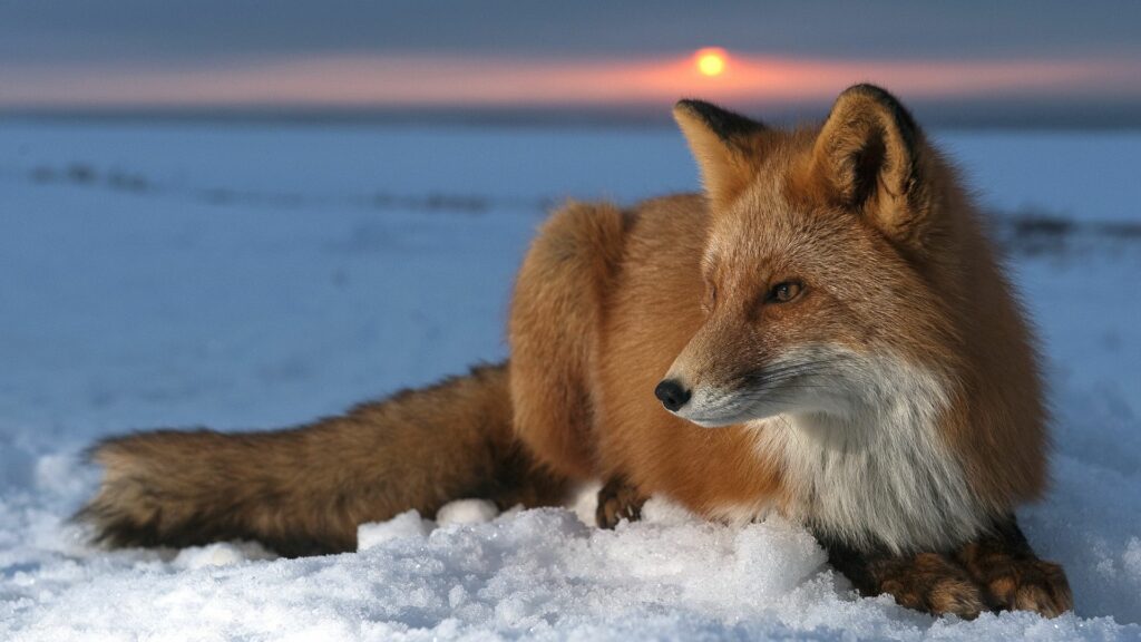 Serene 1920x1080 Red Fox Wallpaper in Snowy Sunset Landscape