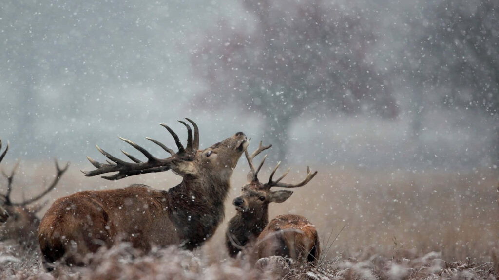 Serene Winter Wallpaper: Graceful Reindeer in Snowy Landscape