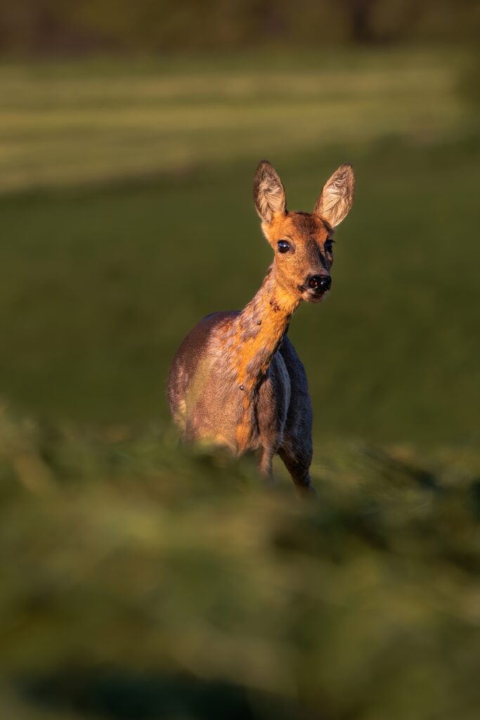 Serene Roe Deer in Lush Green Field - Captivating Wildlife Wallpaper
