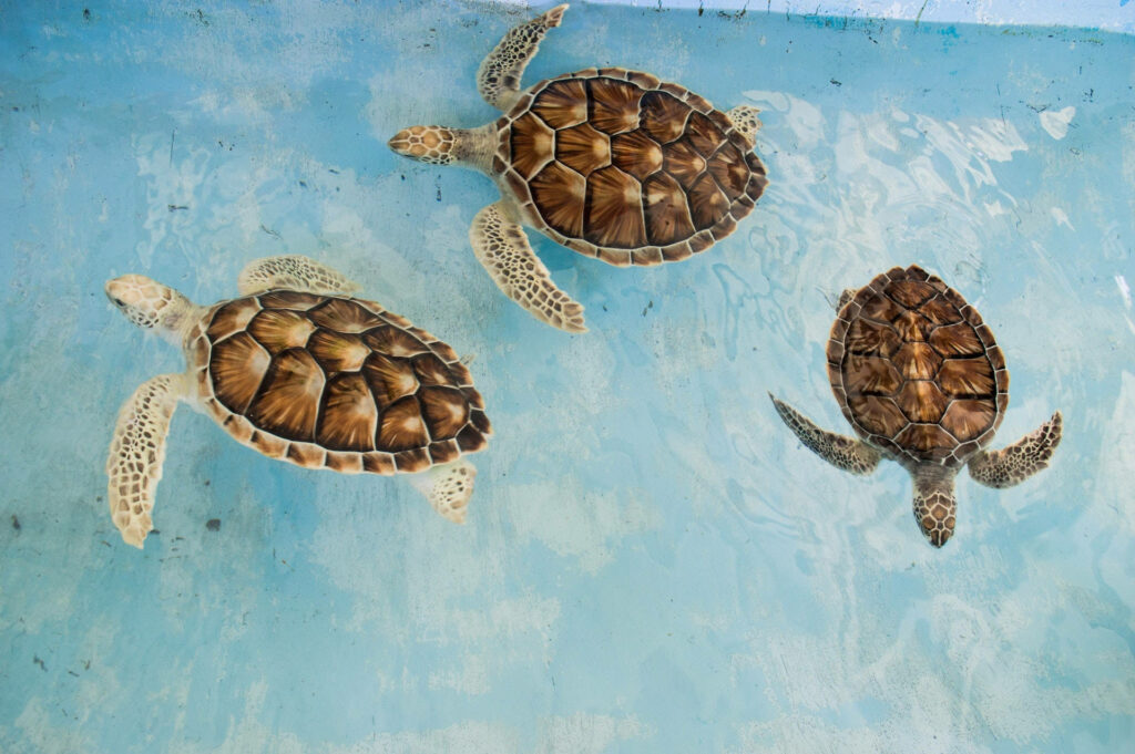 Three sea turtles swimming in clear blue water with detailed patterned shells serene wallpaper
