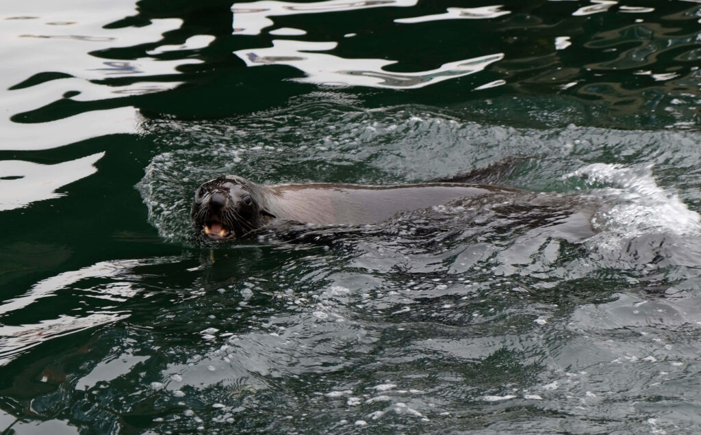 Graceful Seal Gliding Through Shimmering Aquatic Waves Wallpaper