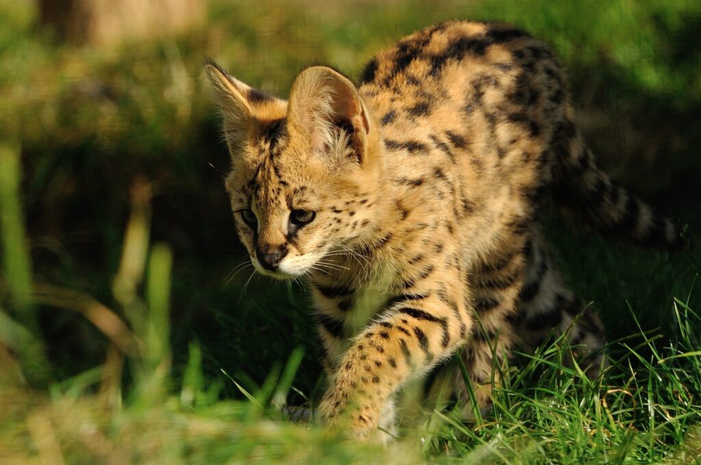 Graceful Serval in Lush Grass: High-Resolution Predator Wallpaper