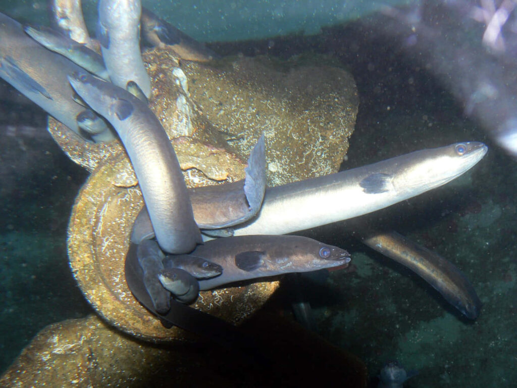 Slender eels swim around rusted underwater structure in dim light marine life wallpaper background