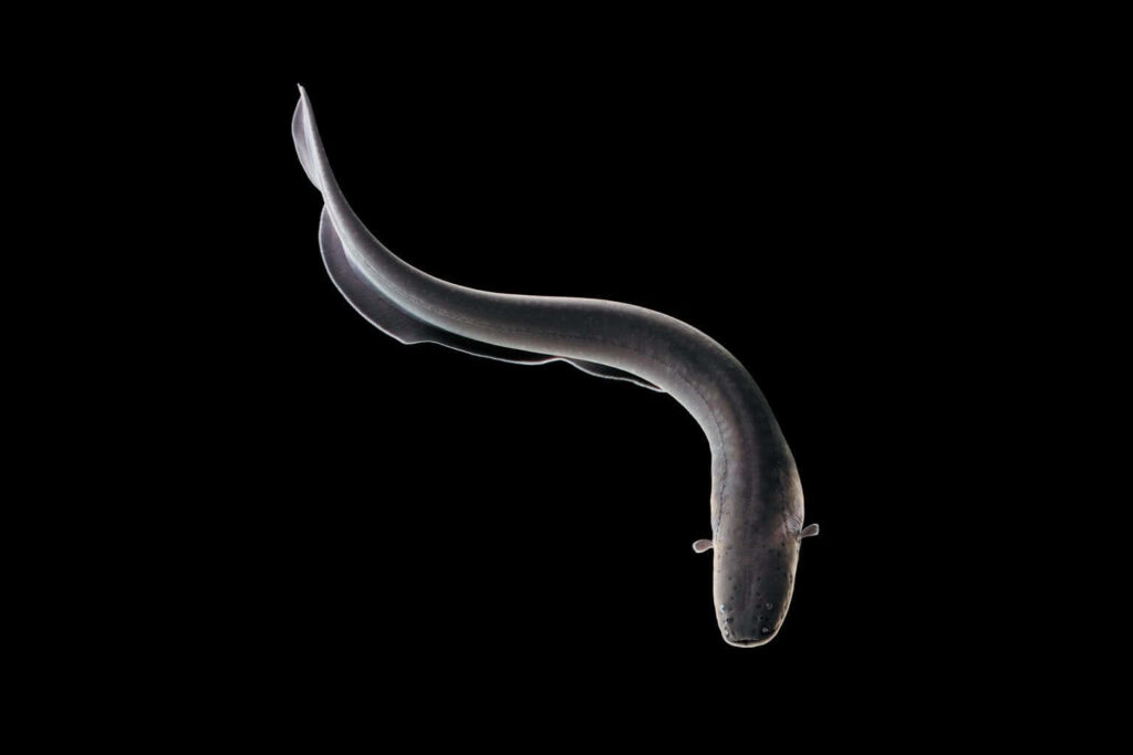 Sleek eel swimming gracefully on black background highlighting smooth silver and grey body Wallpaper