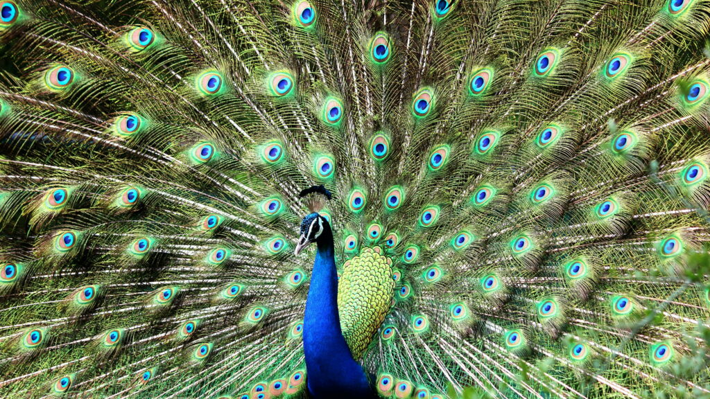 Exquisite Plumage Display: Majestic Peacock Spreading its Feathers in HD Wallpaper