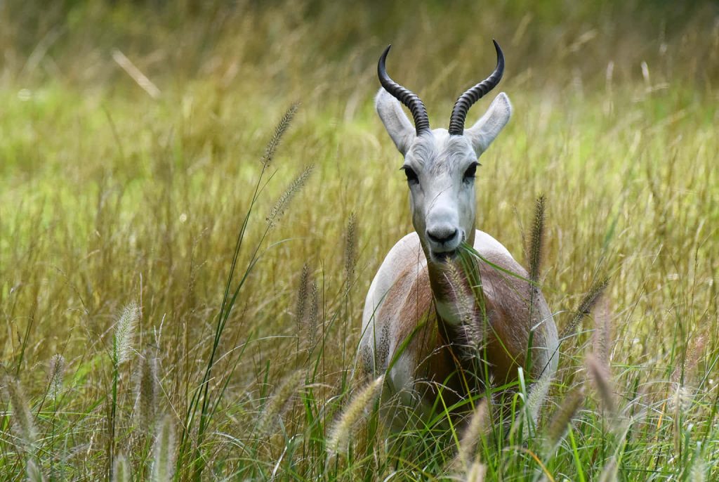 Springbok grazing peacefully in golden meadow with soft natural light wildlife wallpaper background