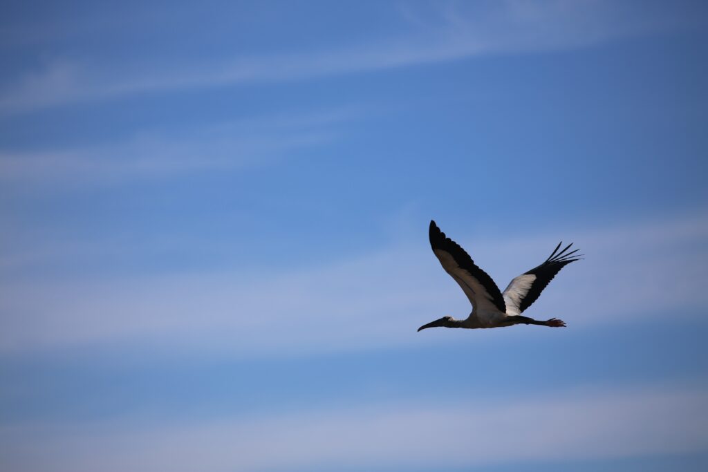 Graceful Stork in Flight Wallpaper - Freedom & Serenity Background