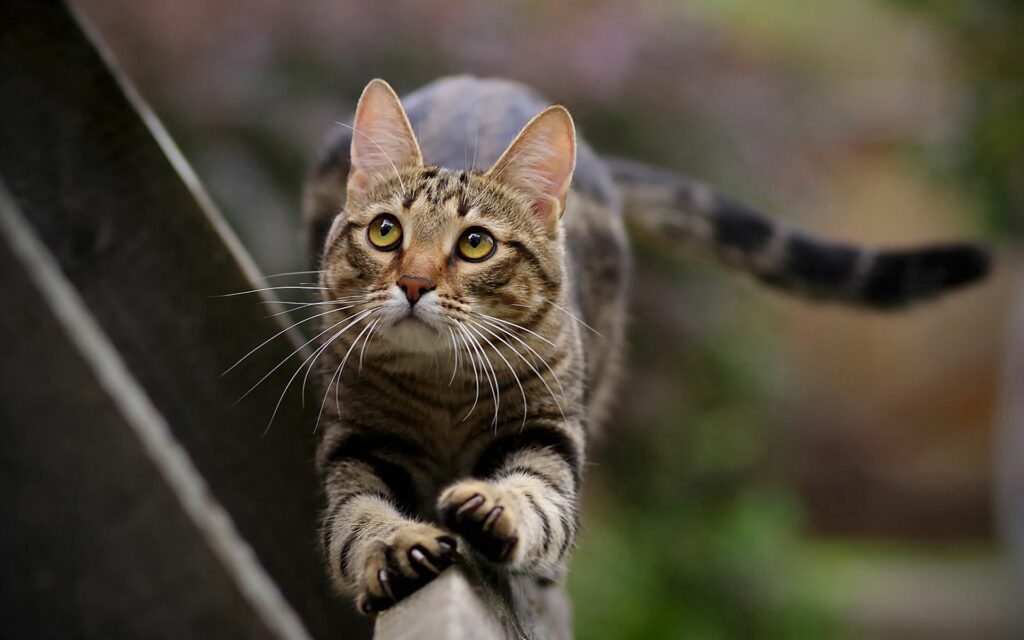 Curious Striped Cat Stretches Gracefully on Ledge with Blurred Background Wallpaper