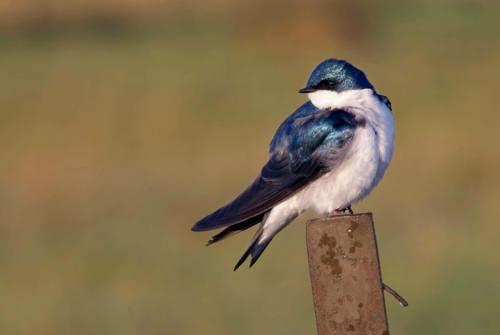 Graceful Swallow on Weathered Post: Serene Nature Wallpaper