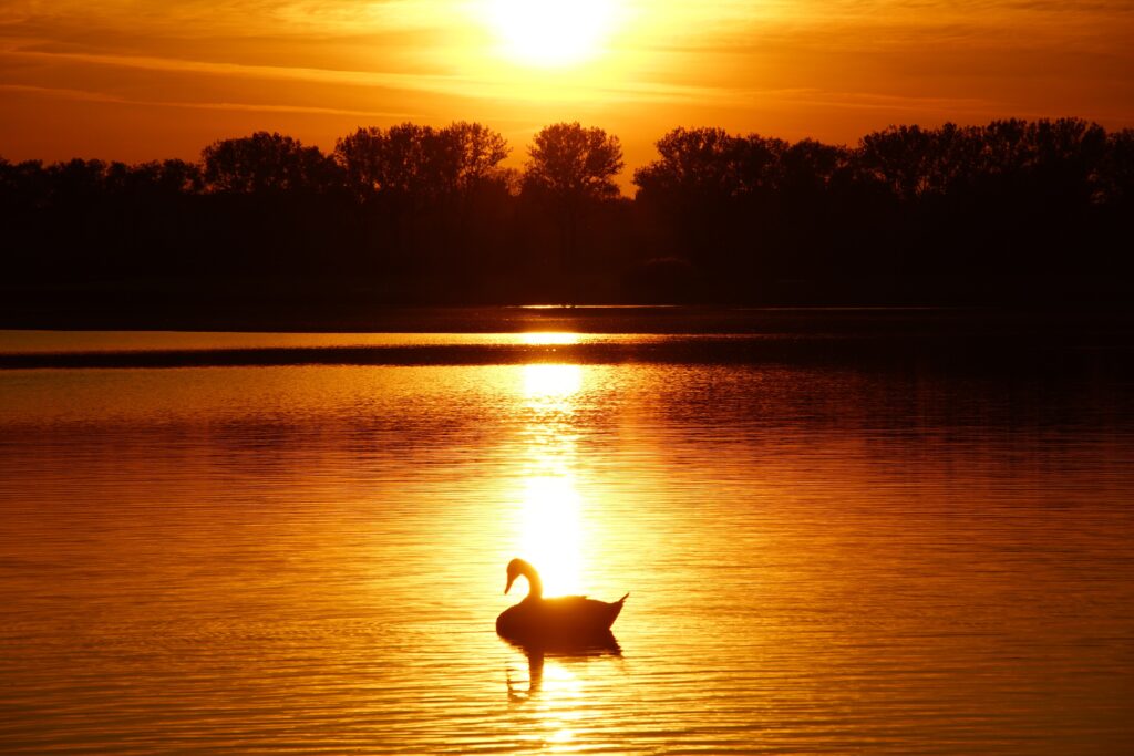 Graceful swan gliding on tranquil pond at sunset with silhouetted trees reflecting on water Wallpaper