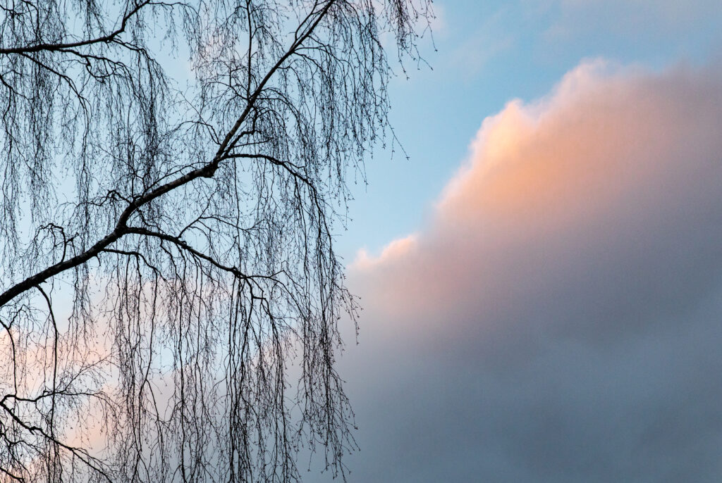 Delicate tree branches against a pastel sky with soft glowing clouds tranquil wallpaper background
