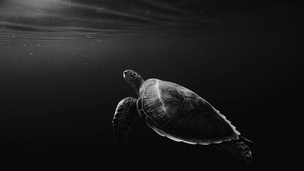Graceful turtle swimming in dark waters with black background striking tablet wallpaper