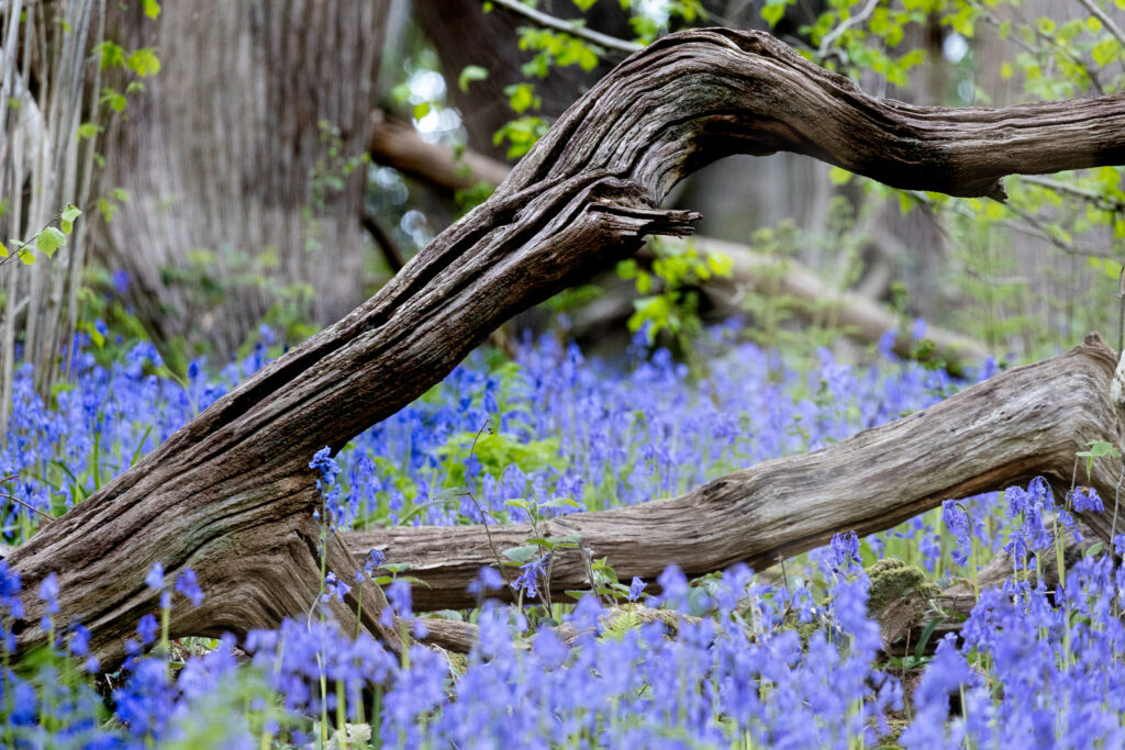 Weathered tree branch arching over vibrant purple wildflowers in lush green woodland wallpaper background