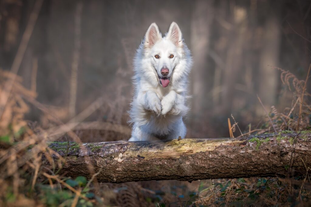 Graceful White Dog Jumps Over Log in Stunning Forest Background Wallpaper