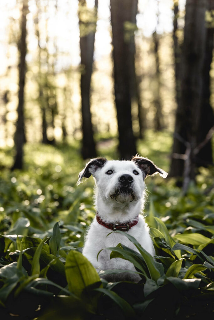 Adorable Pooch Posing on Lush Green Lawn with Chic Red Collar - Stunning Animal Snapshot Wallpaper