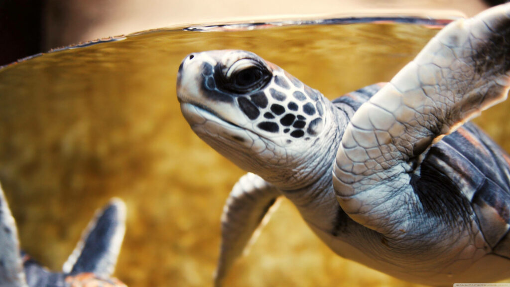 Close-up of white sea turtle swimming underwater showing detailed shell patterns and calm face Wallpaper