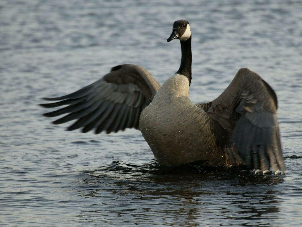 Wild Goose Flapping Wings Over Serene Water - Nature Wallpaper