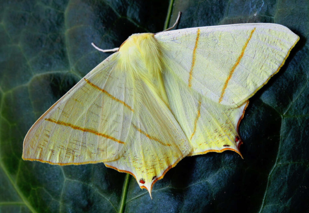 Close-Up of Vibrant Yellow Butterfly: Nature Wallpaper Background