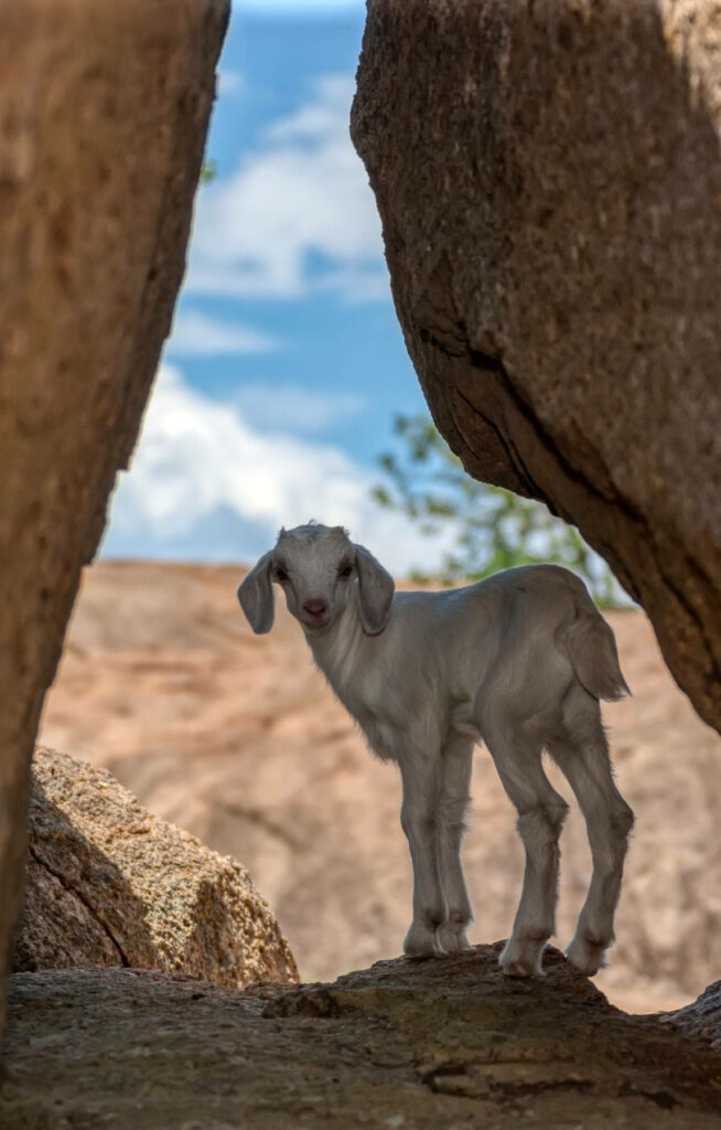 Graceful Young Goat in Rugged Landscape Under Clear Blue Sky Wallpaper