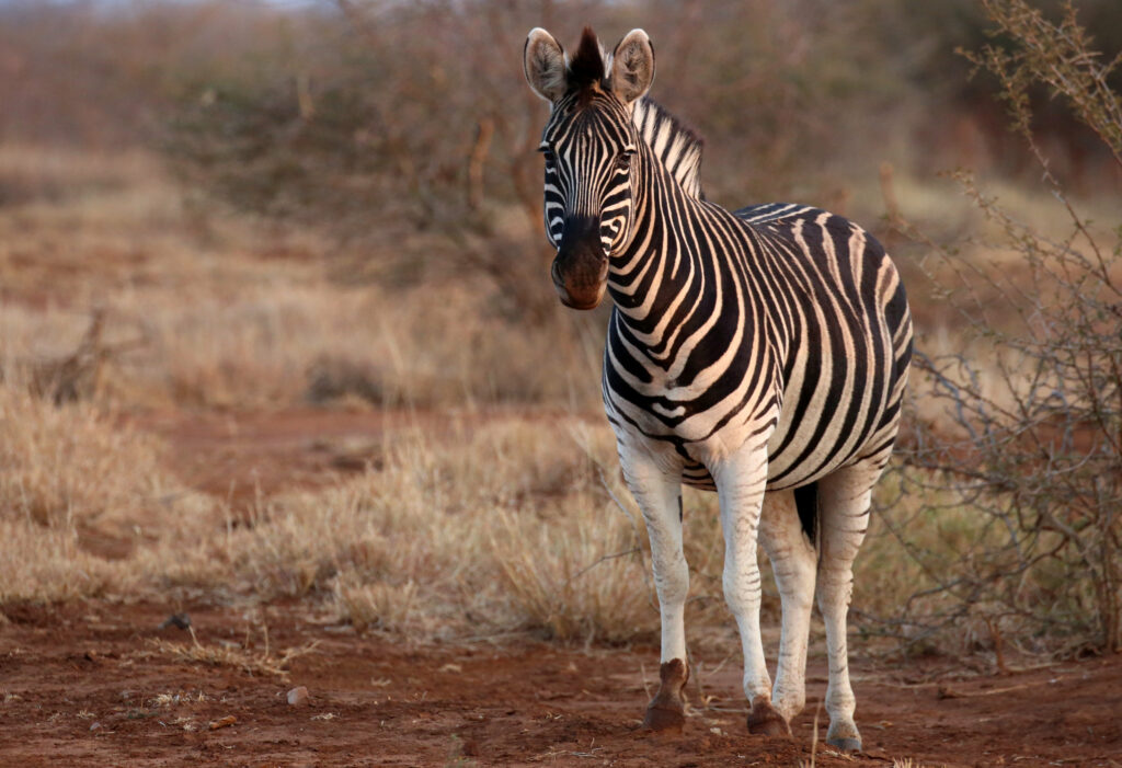 Zebra in Safari Landscape: Striking Black and White Wallpaper