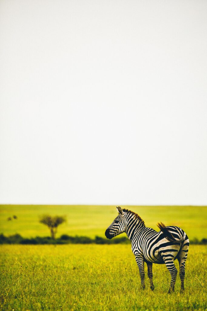 Zebra in Lush Savanna: Striking Wildlife Background Wallpaper