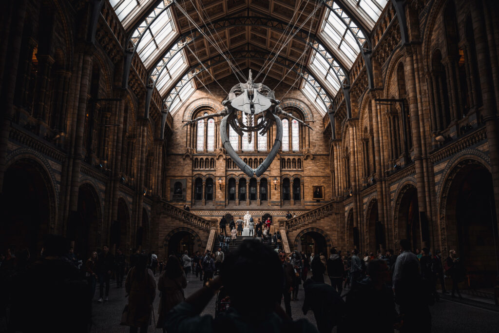 National History Museum interior with arched windows whale skeleton dark academia wallpaper background