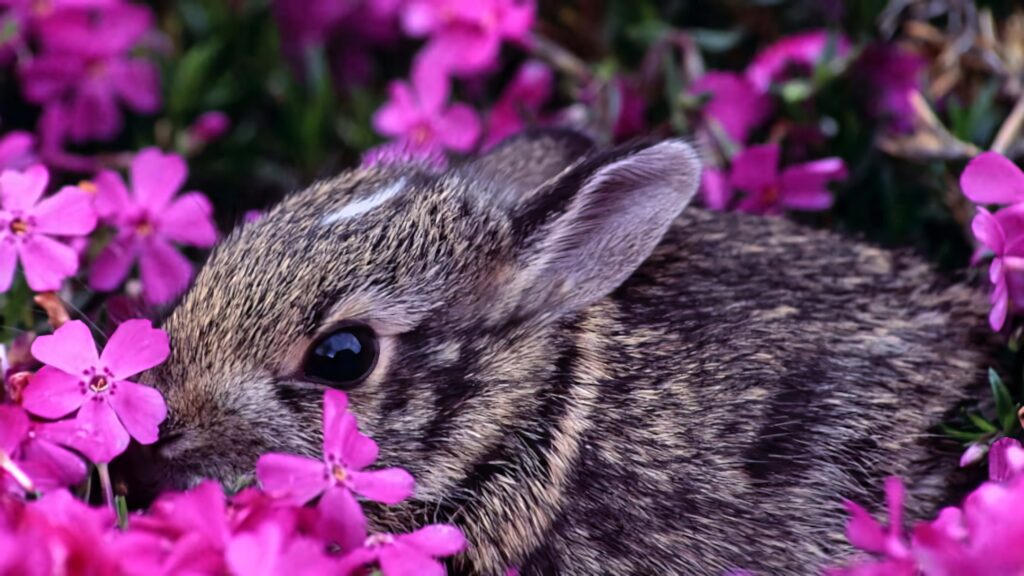 Gray bunny nestled in vibrant pink flowers spring desktop wallpaper cute nature background