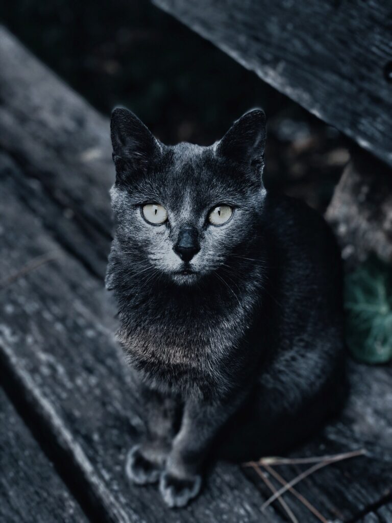 Serene Gray Cat Wallpaper: Focused Gaze & Soft Textures