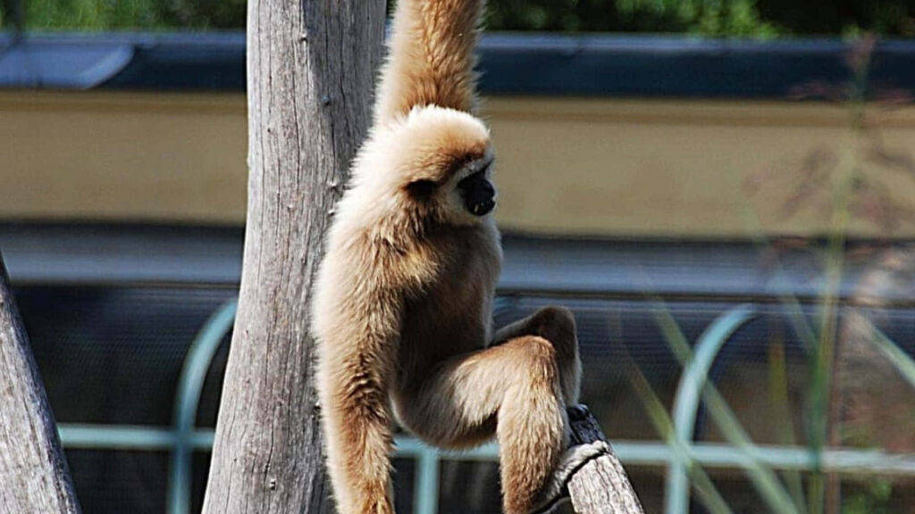 Gray-Cheeked Gibbon Snacking on Fruit in Lush Jungle Habitat Wallpaper