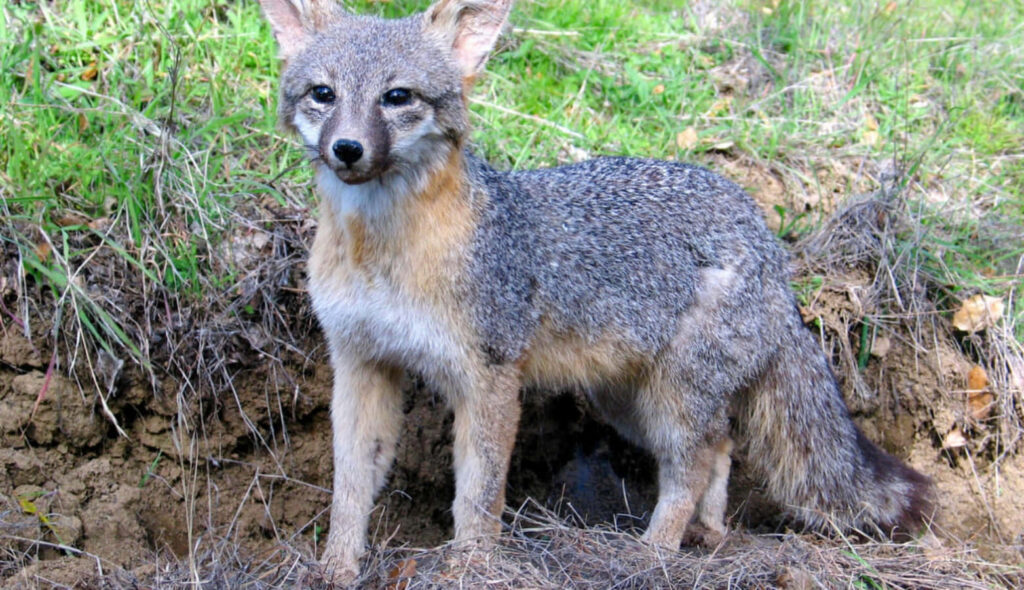 Gray Fox in Lush Green Landscape: Blending with Earth Tones Wallpaper