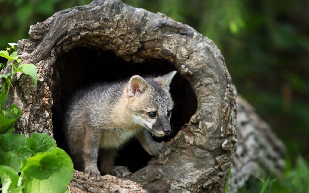 Gray Fox in Hollow Log: Nature's Vibrant Woodland Hideaway Wallpaper