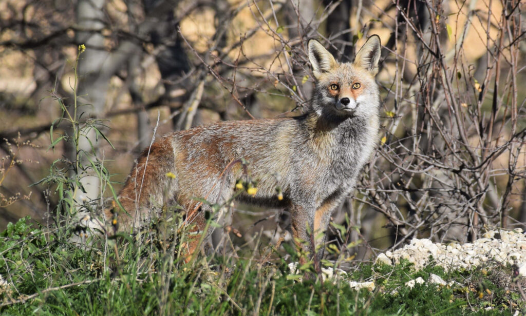Gray Fox Emerges from Shrubs: Captivating Wildlife Scene Wallpaper