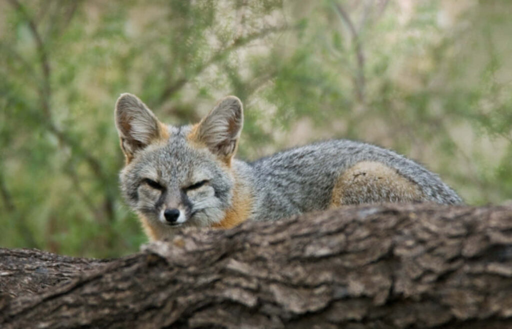 Serene Gray Fox on Tree Branch Amid Lush Greenery Wallpaper