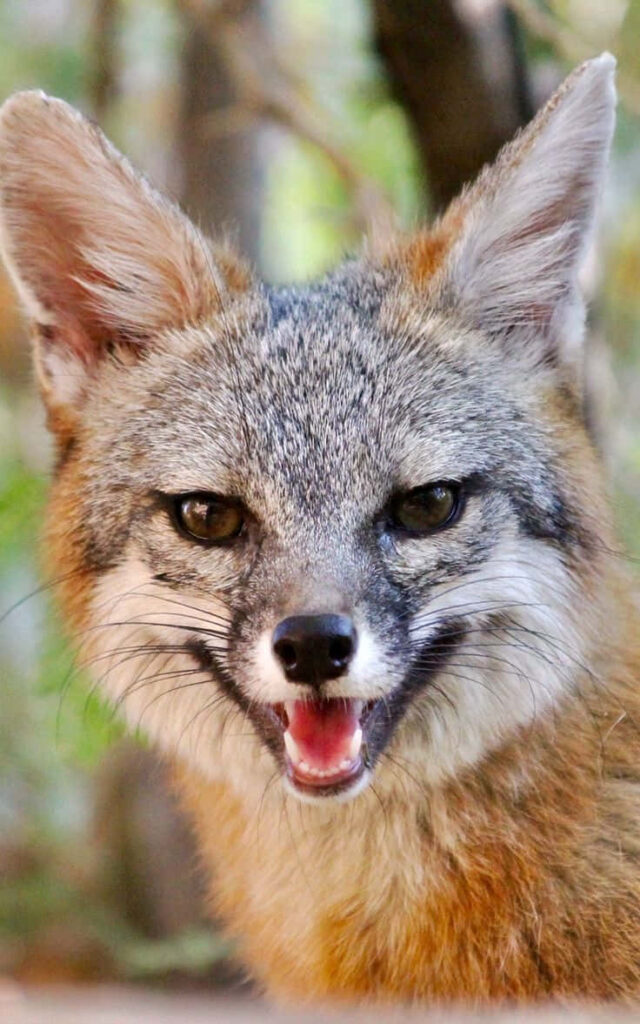 Close-Up Gray Fox Portrait in Blurred Forest Background Wallpaper