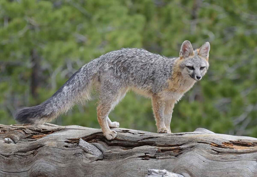 Mysterious Gray Fox on Log: Nature's Intriguing Beauty Wallpaper