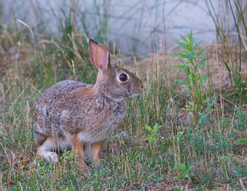 Gray Hare in Lush Greenery: Nature-Inspired Wallpaper Background