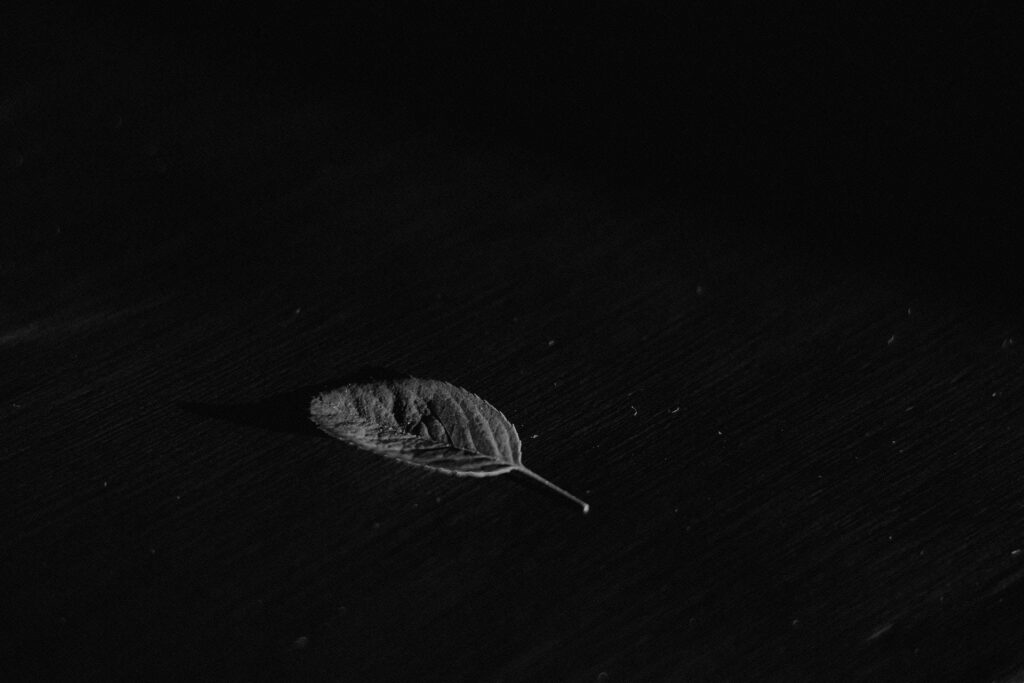 Gray Leaf Elegance: A Striking PC Wallpaper on Black Background