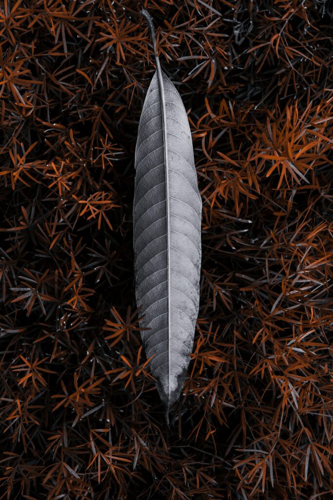 Gray leaf on textured grass and spiky foliage with rich brown hues nature wallpaper background