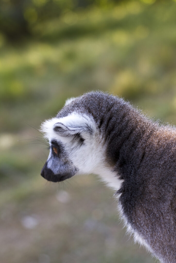 Close-Up of Gray Lemur: Soft Fur & Nature's Background Delight Wallpaper