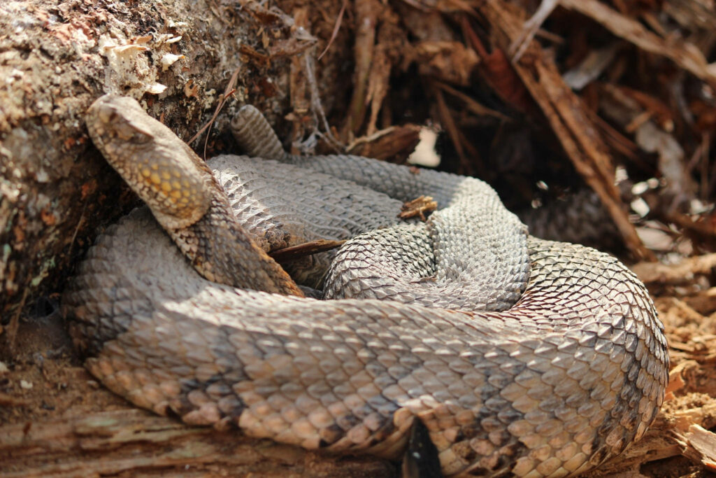 Cozy Timber Rattlesnake Wallpaper: Gray & Peach Forest Scene