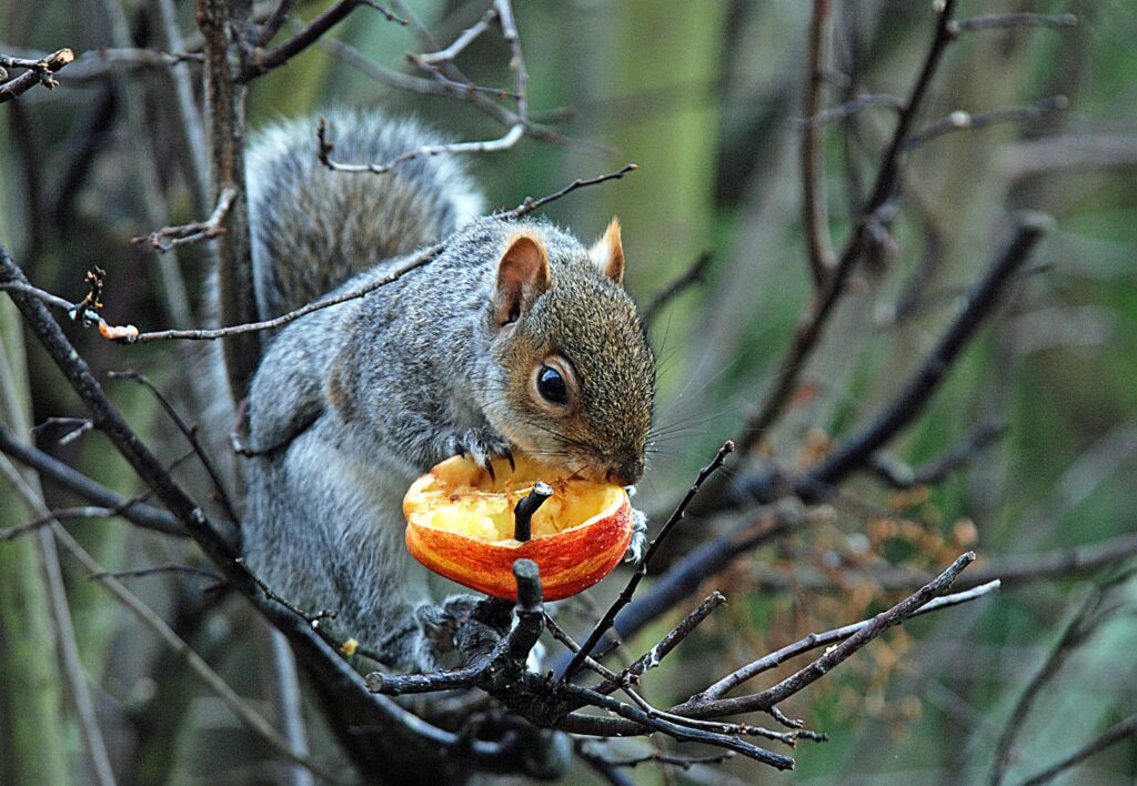 Gray Squirrel Nibbling Fruit in Serene Tree Background Wallpaper