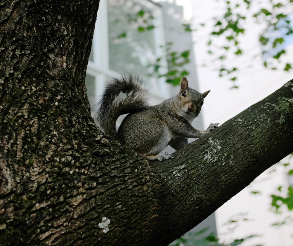 Gray Squirrel on Tree Branch with Urban Nature Background Wallpaper